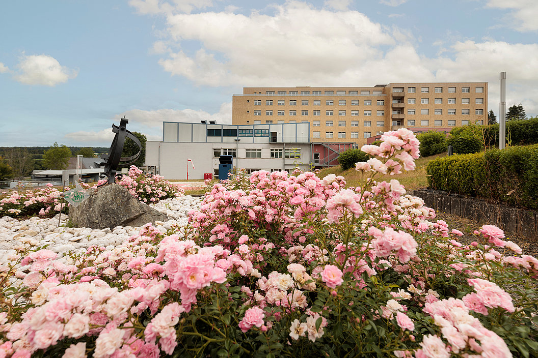 Blühende rosa Rosen vor dem Marienhaus Klinikum Eifel und einer Skulptur aus Metall.