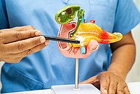 Hand hält mit Stäbchen ein farbiges Modell des menschlichen Verdauungstrakts mit Magen, Bauchspeicheldrüse und Gallenblase
